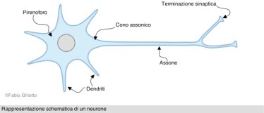 neurone