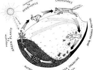 Visione_sistemica_36d82e_c