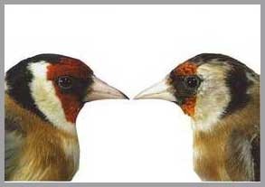 coppia-di-cardellini