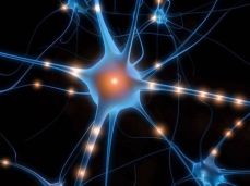 sistema-nervoso-rigenerazione-connessioni-neurali