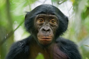 03-bonobo-aka-pygmy-chimpanzee-670