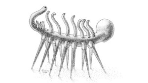 jbhallucigenia-mc